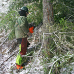 Forestry