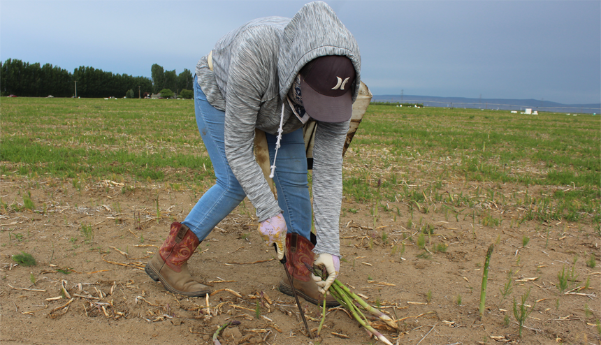 Farmworker stoops over to harvest asparagus