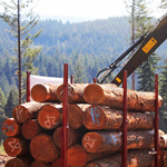 Logging