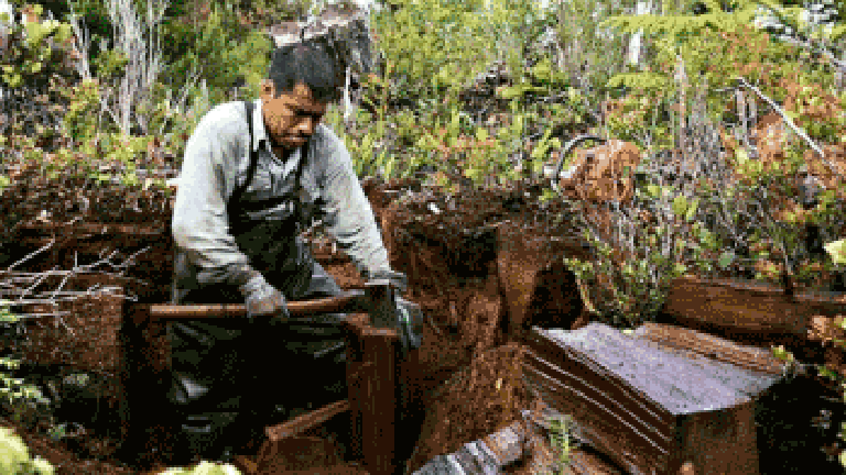 image of forestry worker