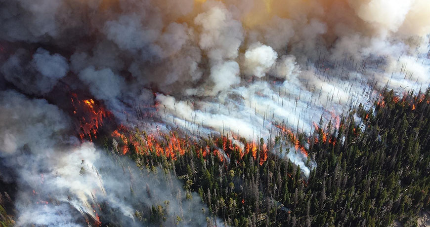 wildfire in forest