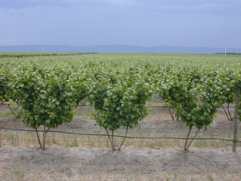 Grape field in Yakima Valley, WA