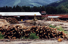 Logs