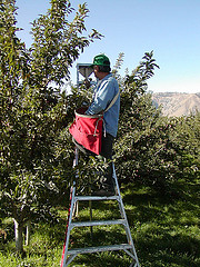 Worker picking apples (Keifer)
