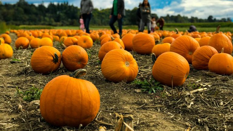 pumpkin farm