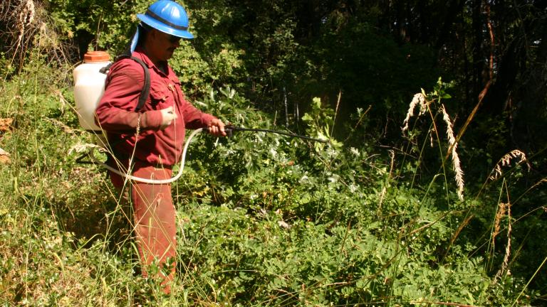 A forestry worker show applying herbicides with a backpack sprayer and wand.