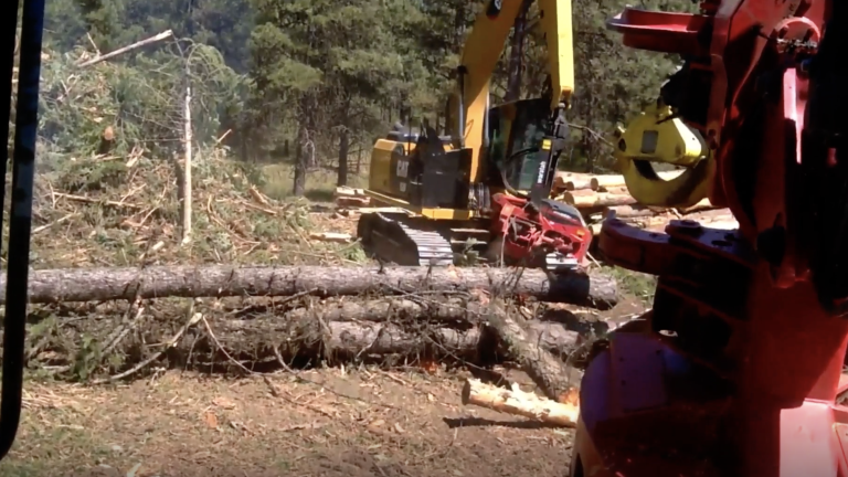 Mechanized felling clearing. View from the cab.