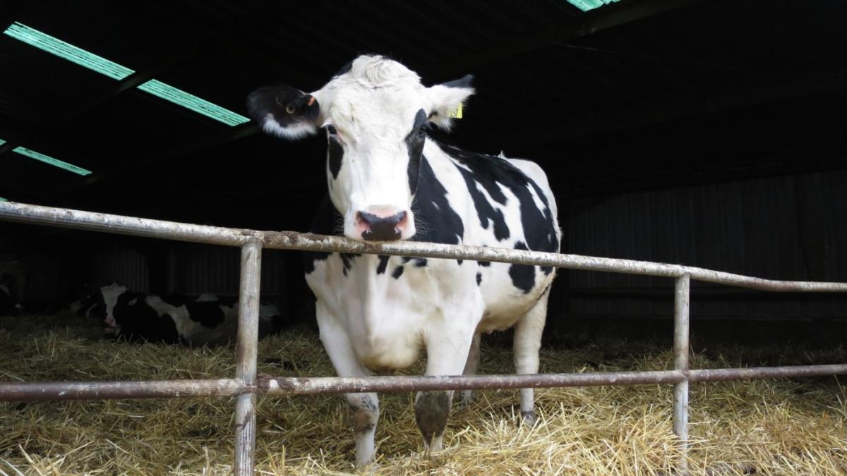 Cows resting in their pen. Photo courtesy of Amber Adams-Progar