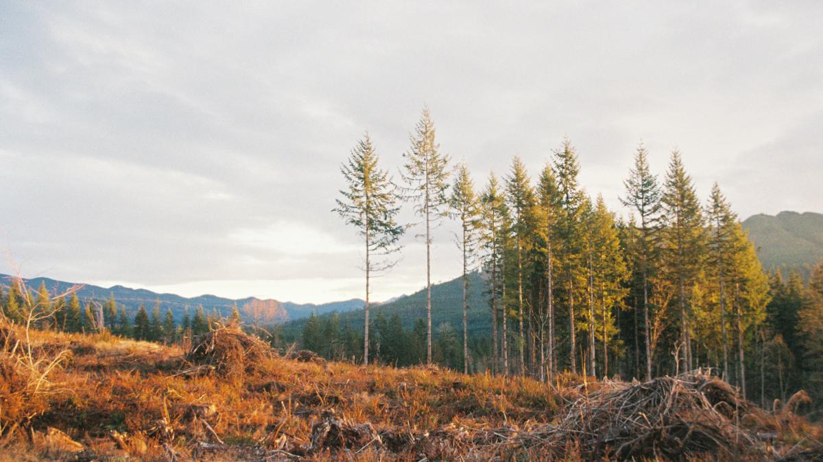 Clear cut forested landscape