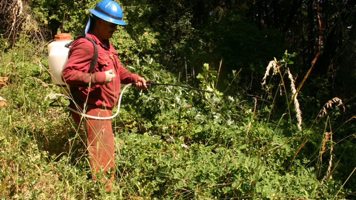 A forestry worker show applying herbicides with a backpack sprayer and wand.