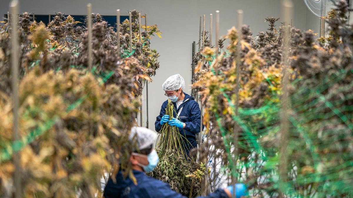 Cannabis cultivation workers trimming plants