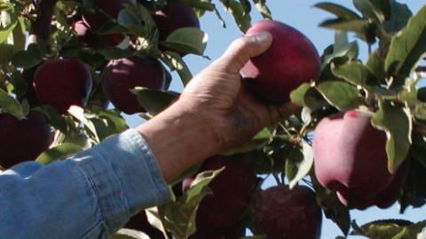 Image of worker's hand picking fruit