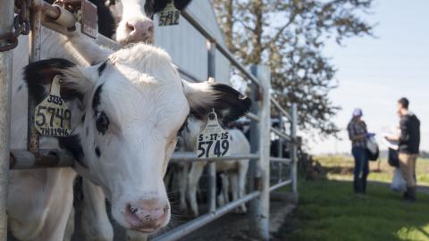 Image of a cow on a farm