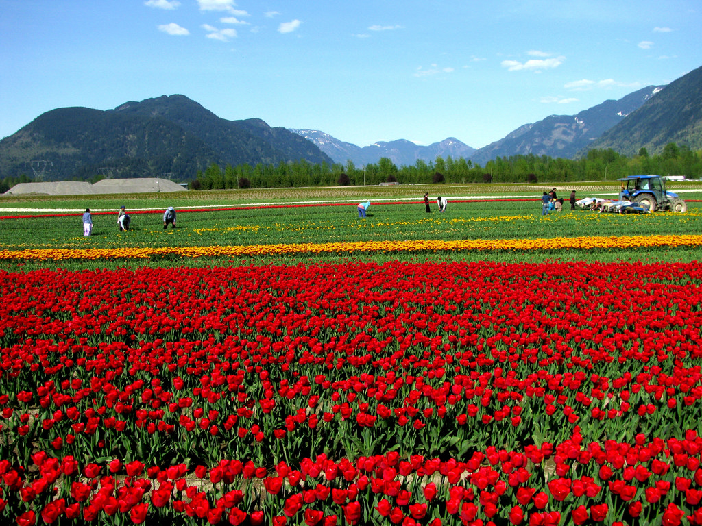 A field of tulips with tractors and mountains.
