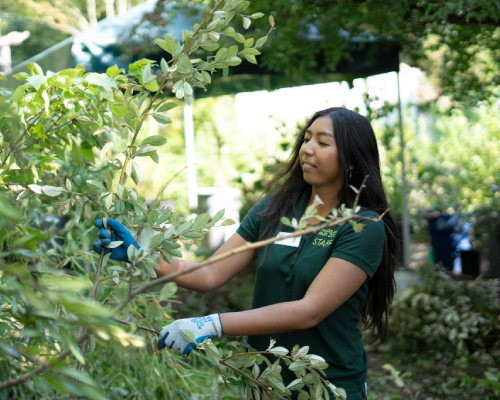 Kristin Choe cuts vegetation at the zoo.