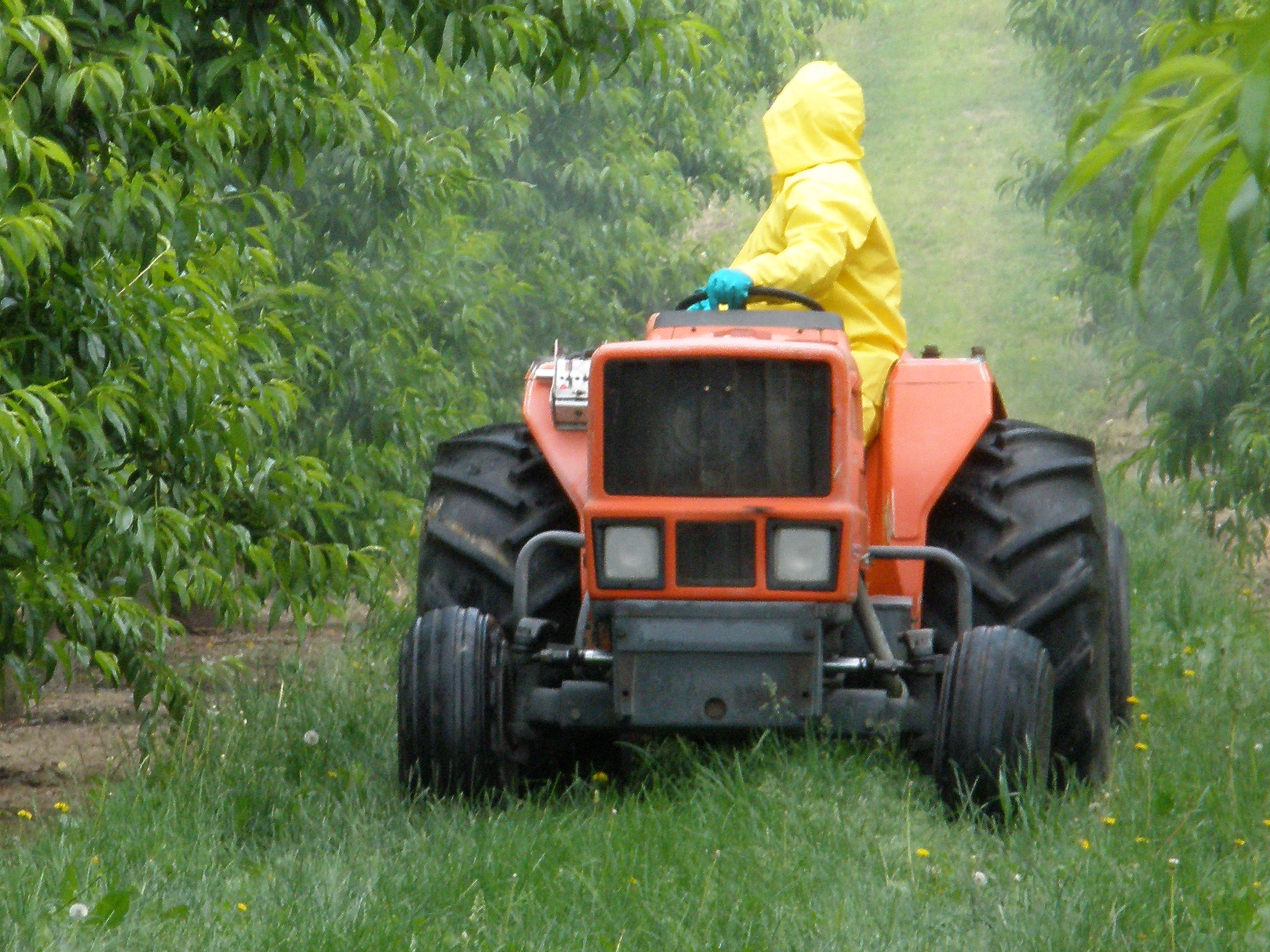 A driver dressed in a yellow protective suit looks over their shoulder as they drive an orange tractor through field of tall green vegetation.