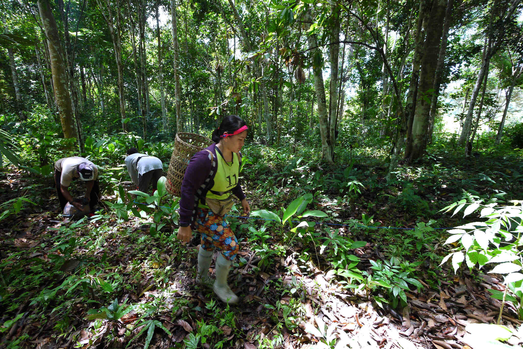 Workers harvest in a forested area.