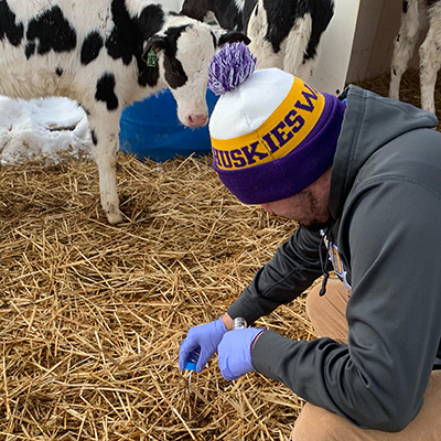 A person reaches down to take a sample from straw-covered ground in a dairy farm paddock with a cow in the background