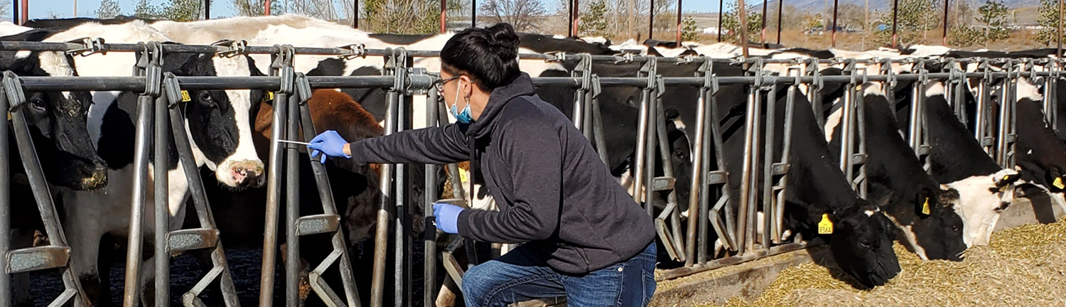 A person swabs an enclosure of cows.