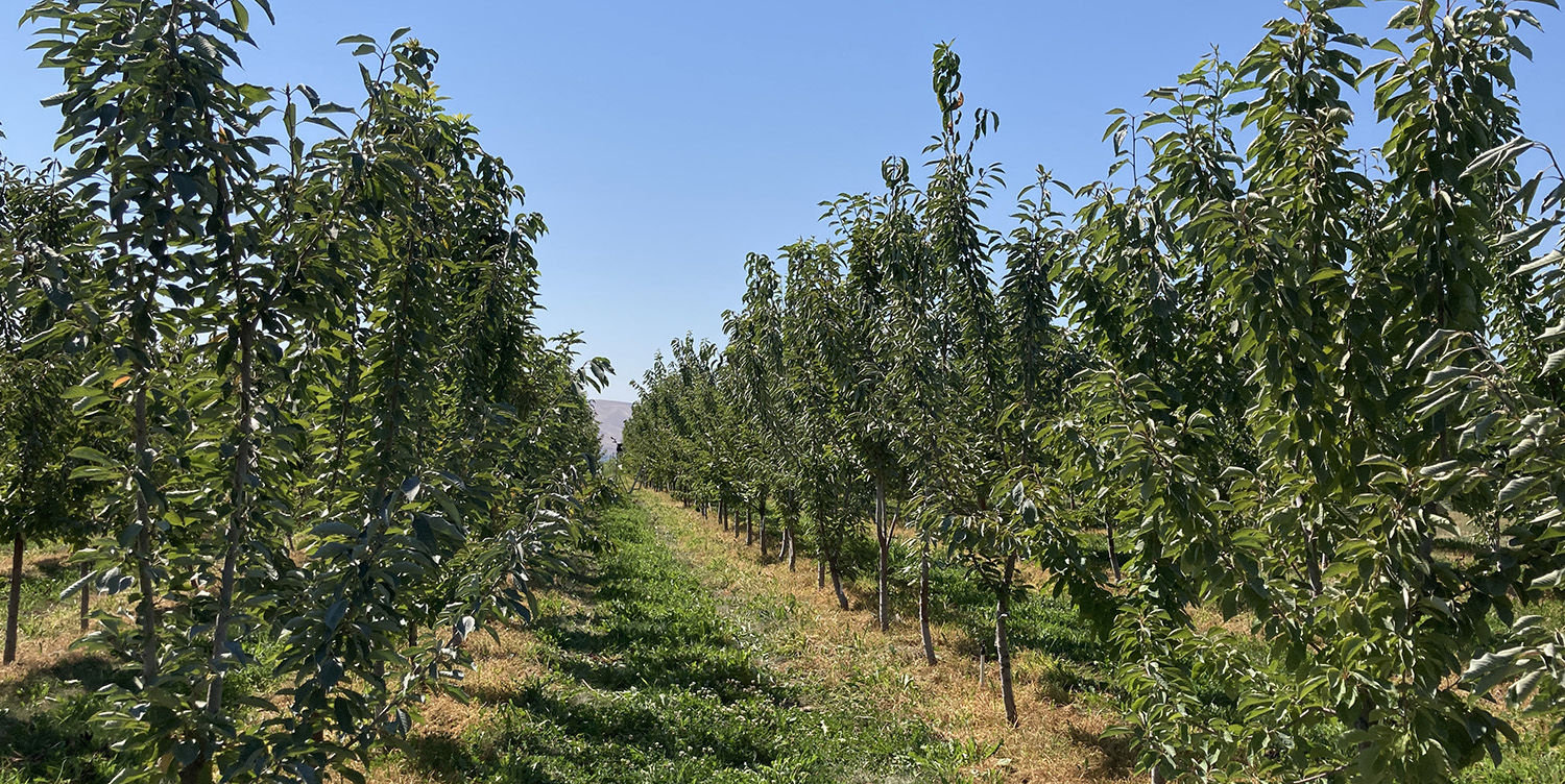 A cherry orchard with small cherry trees planted in rows, with shade from the trees showing on the ground.