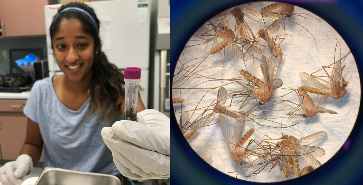 On left, Yadama holding up a vial of insects in the lab. On right, a view of mosquitoes under the microscope.