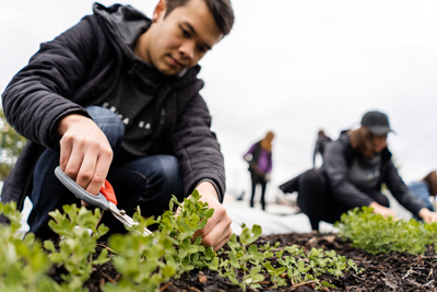 Close-up of a student on a farm harvesting greens with a pair of scissors, with other students in the background.