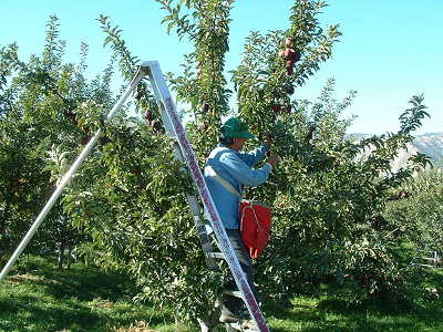 A person stands on a ladder in the sunlight picking fruit in an orchard.