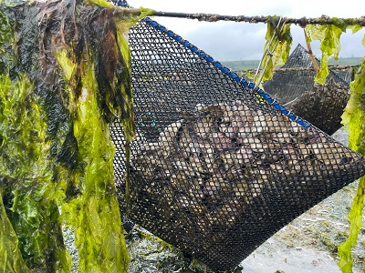 A net of oysters with seaweed growing around it.