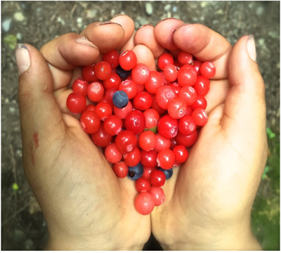 Photo of hands holding red and blue salal berries.