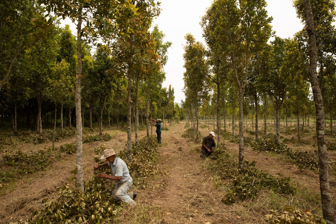 Three workers in Brazil separate seedlings under rows of trees.