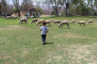 A child walks with their back facing the camera toward a small flock of sheep, with a gazebo and trees in the background.