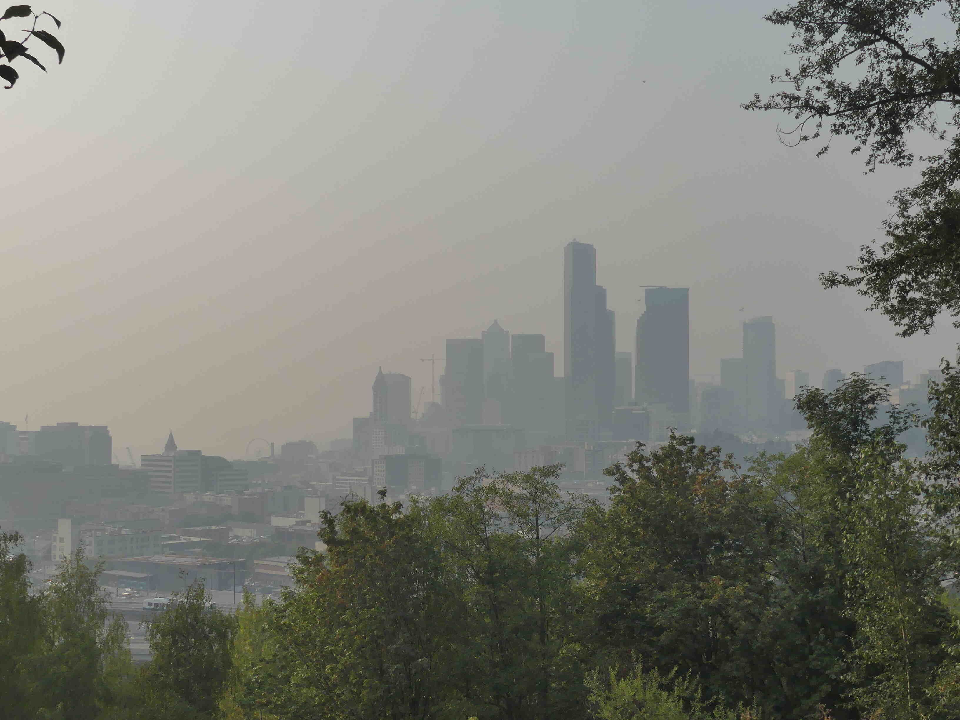 Downtown Seattle in a haze of wildfire smoke with trees in the foreground.