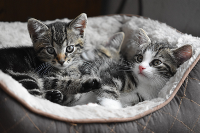 Two kittens cuddling in a soft cat bed