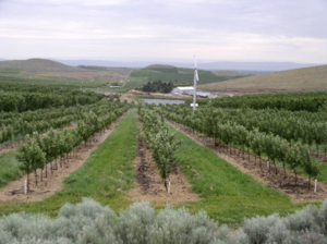 PNASH field rows.  Photo by PNASH.