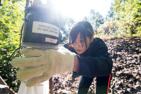 A DEOHS student traps mosquitoes as part of a disease study. Photo by Katherine B. Turner.