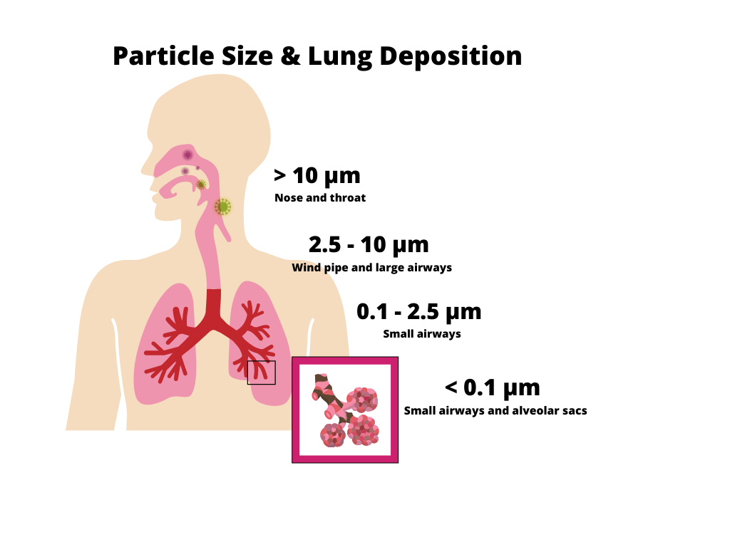 Illustration of particle size and how they interact with lungs