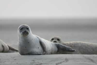 Seals on a beach.