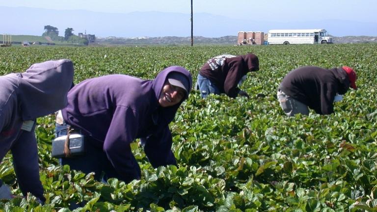 Agricultural workers in a strawberry field