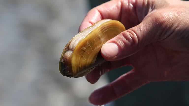 A person holds a newly harvested razor clam. Photo: Oregon Department of Fish & Wildlife.