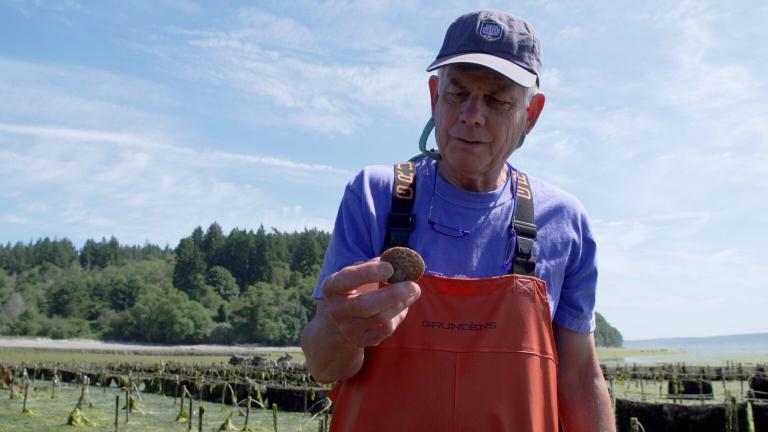 A man wearing waterproof chest waders holds a cockle shell, looking down at it. In the background is a bay with seaweed on the surface and trees in the distance.