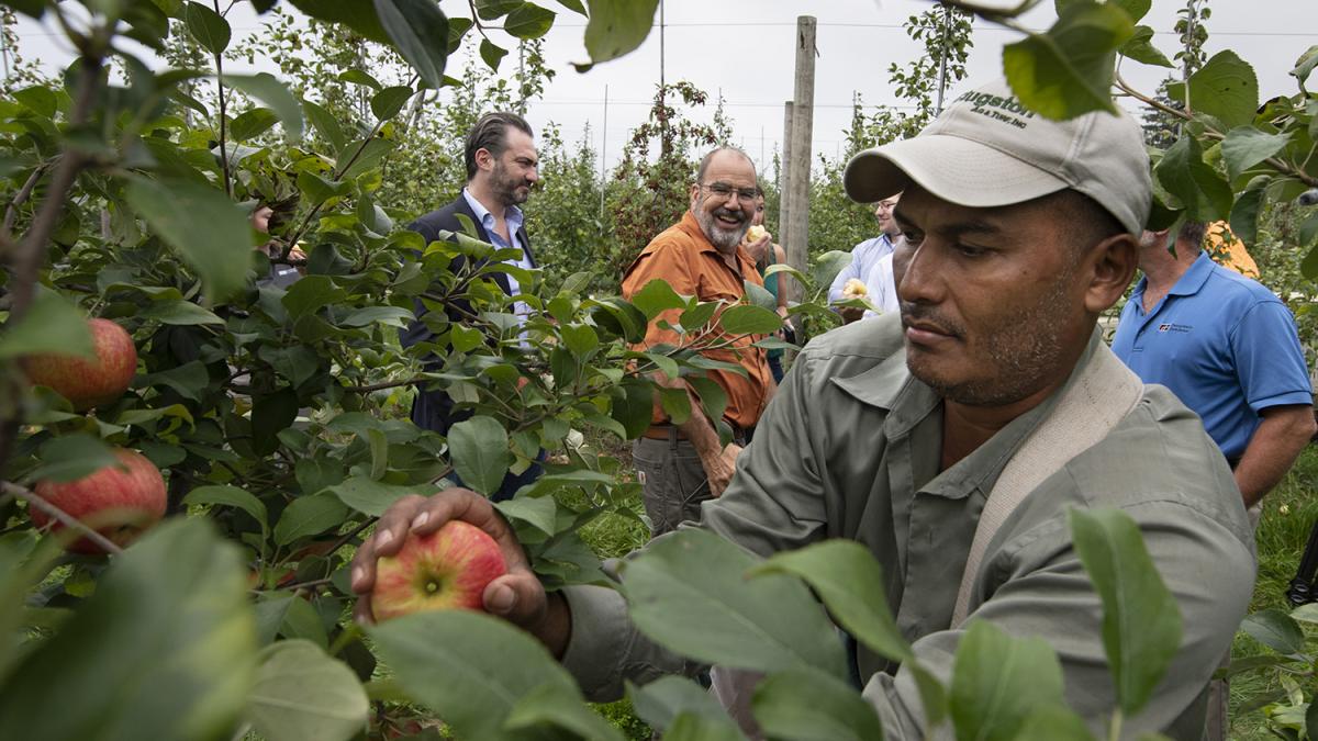 Man picking apples with others in polos and suits in the background. 