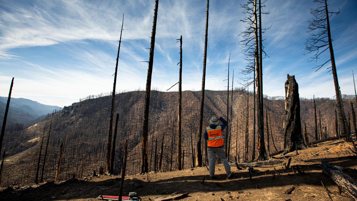 A person in a safety vest stands with their back to the camera looking out at wildfire-charred trees and a burned hillside.