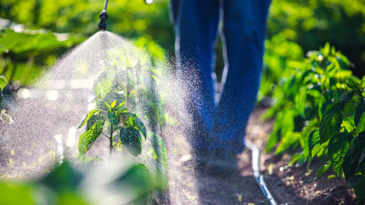 Person spraying pesticides