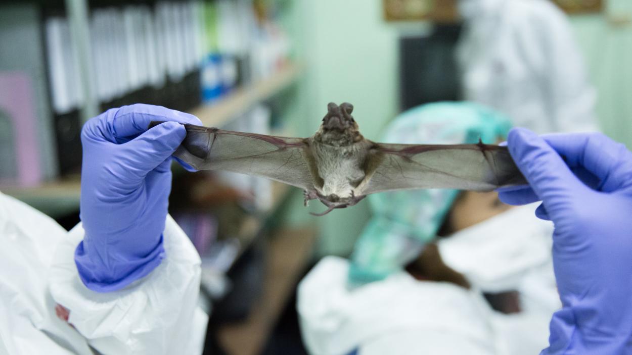 Bat with wing stretched