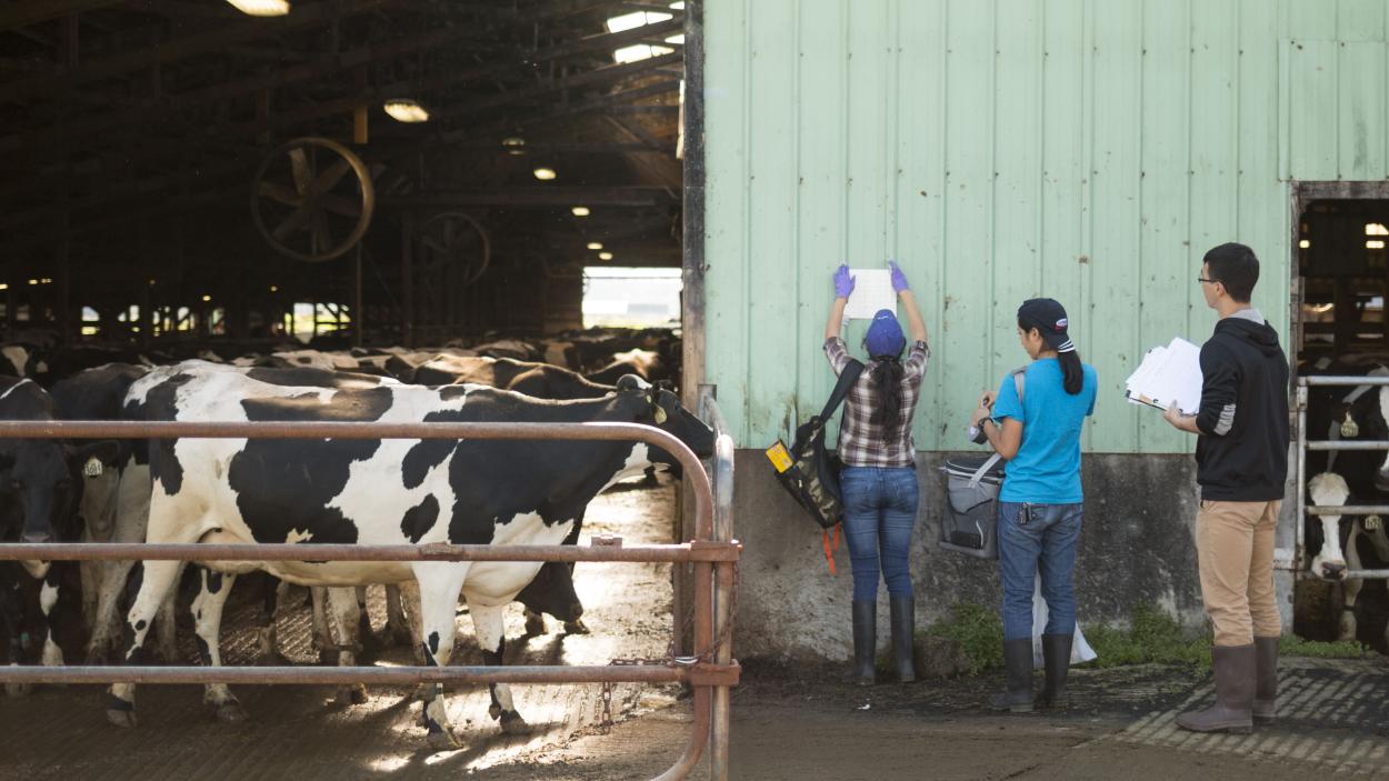 Students putting up posters at a dairy farm