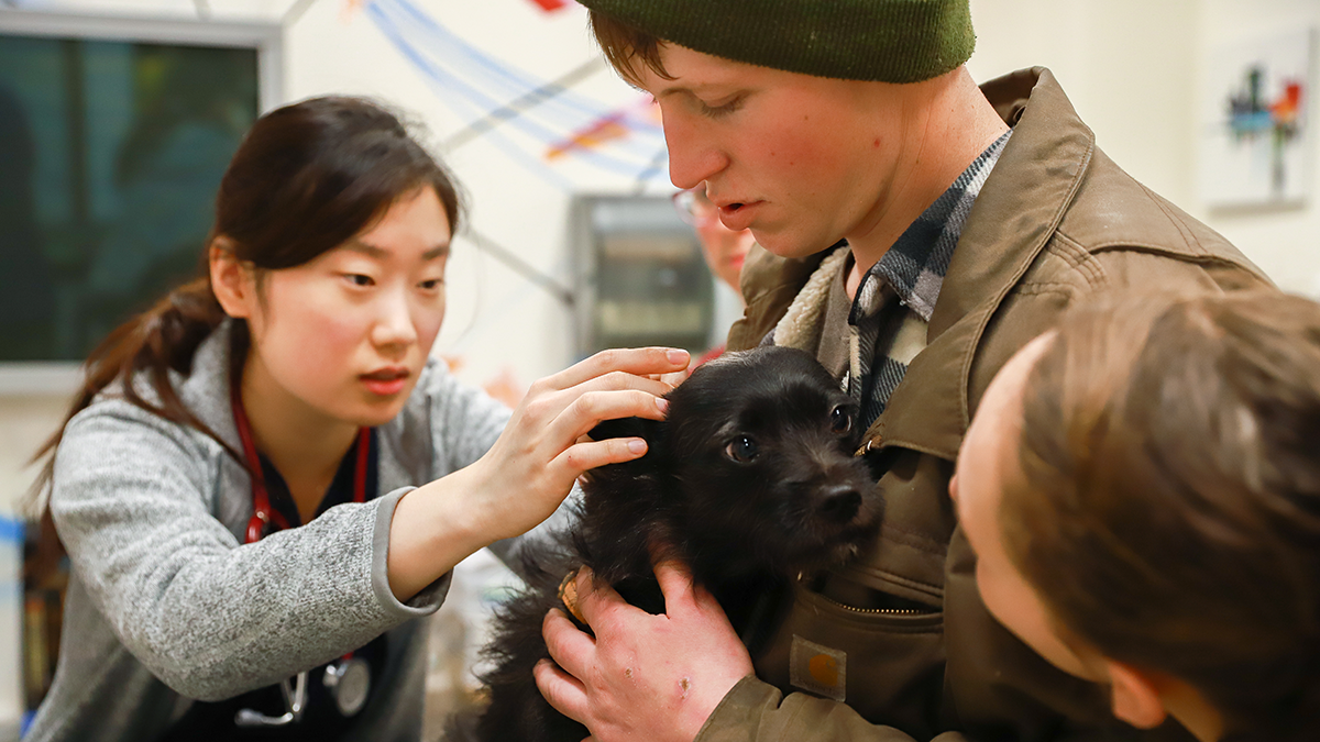 Worker at clinic treating dog