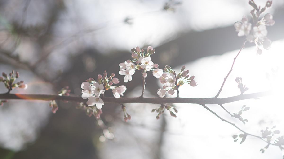 Photo of cherry blossoms by Elizar Mercado