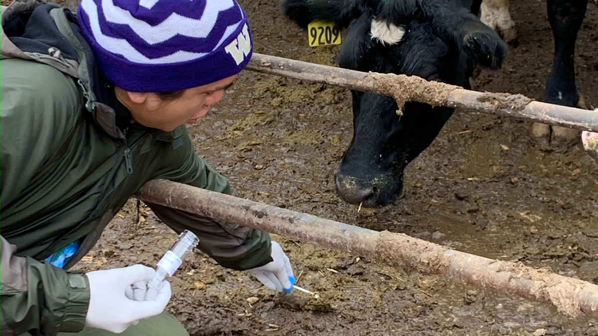 A person reaches through a cattle paddock to take a sample of the dirt while a cow looks on.