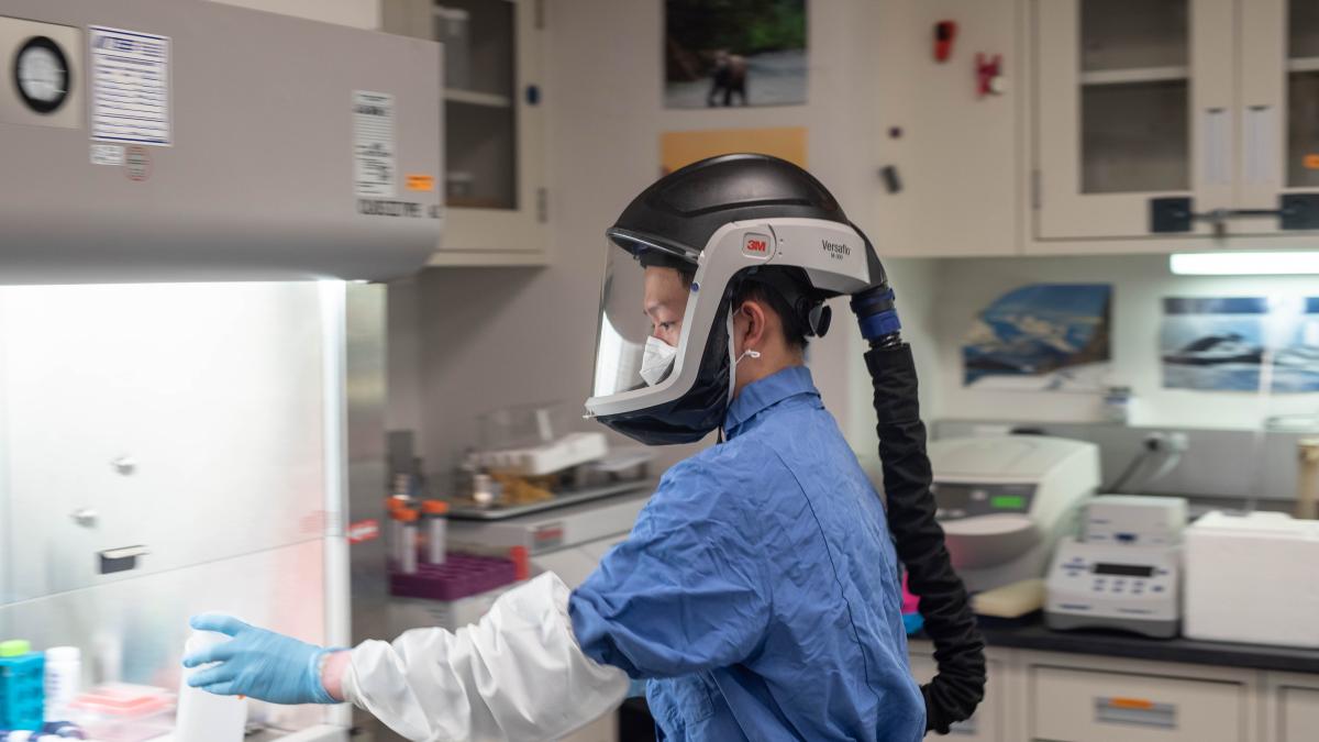 A lab worker dressed in blue PPE and a PAPR – which is an air purifying respirator that includes a full-face helmet and tube attached to air filters on a belt- puts a bottle into a chemical hood while working in a lab environment. 