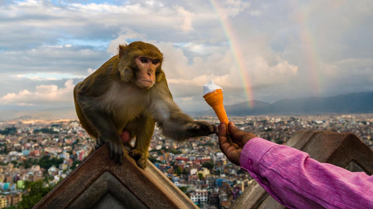 A person hands an ice cream cone to a monkey perched on a temple wall in Nepal.